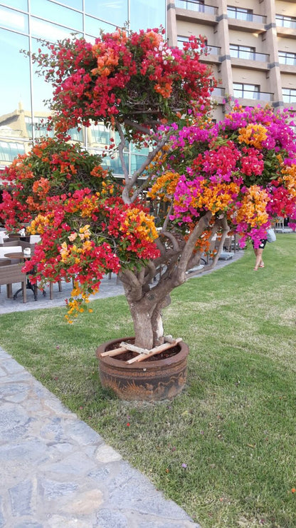Multicoler Bougainville plant |bougainvillea mixed colors|bougainvillea varieties colors|multicolor bougainvillea plant| multicoler flowering plant