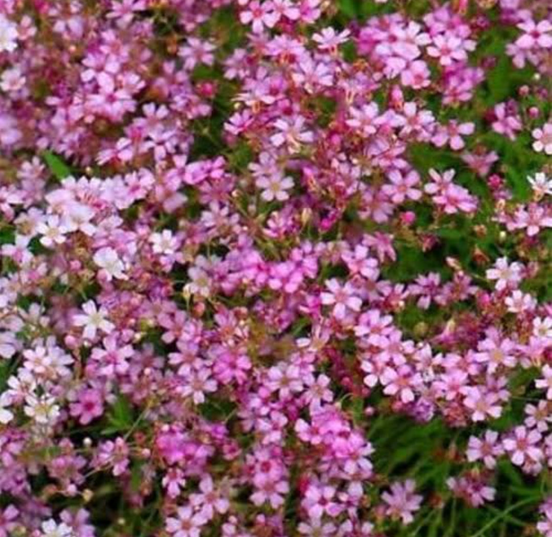 Gypsophila Carmine winter Flower seeds