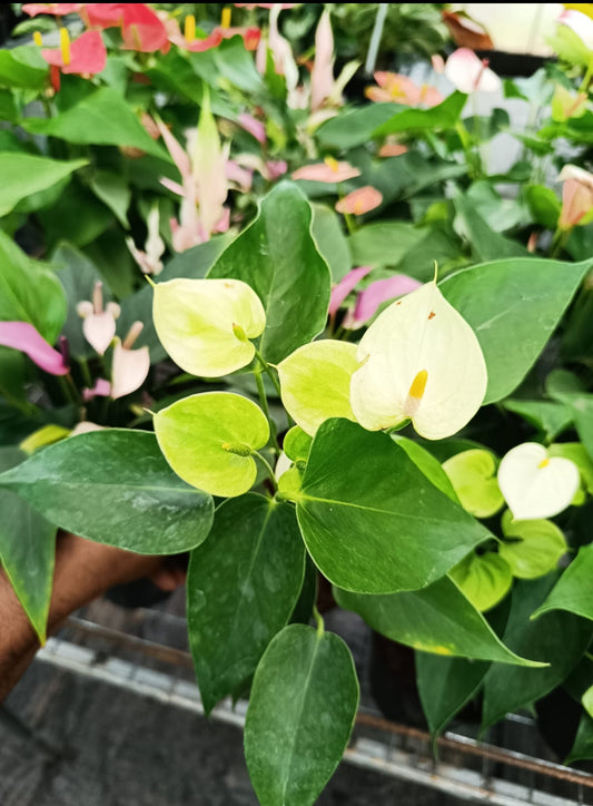 Anthurium Light Green plant