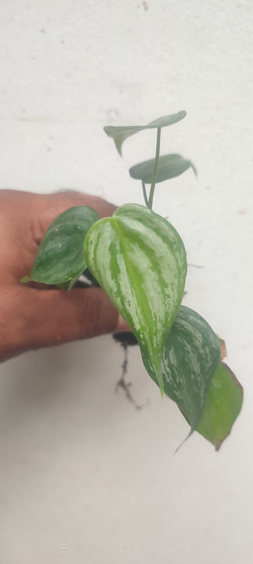 Philodendron Branditium plant