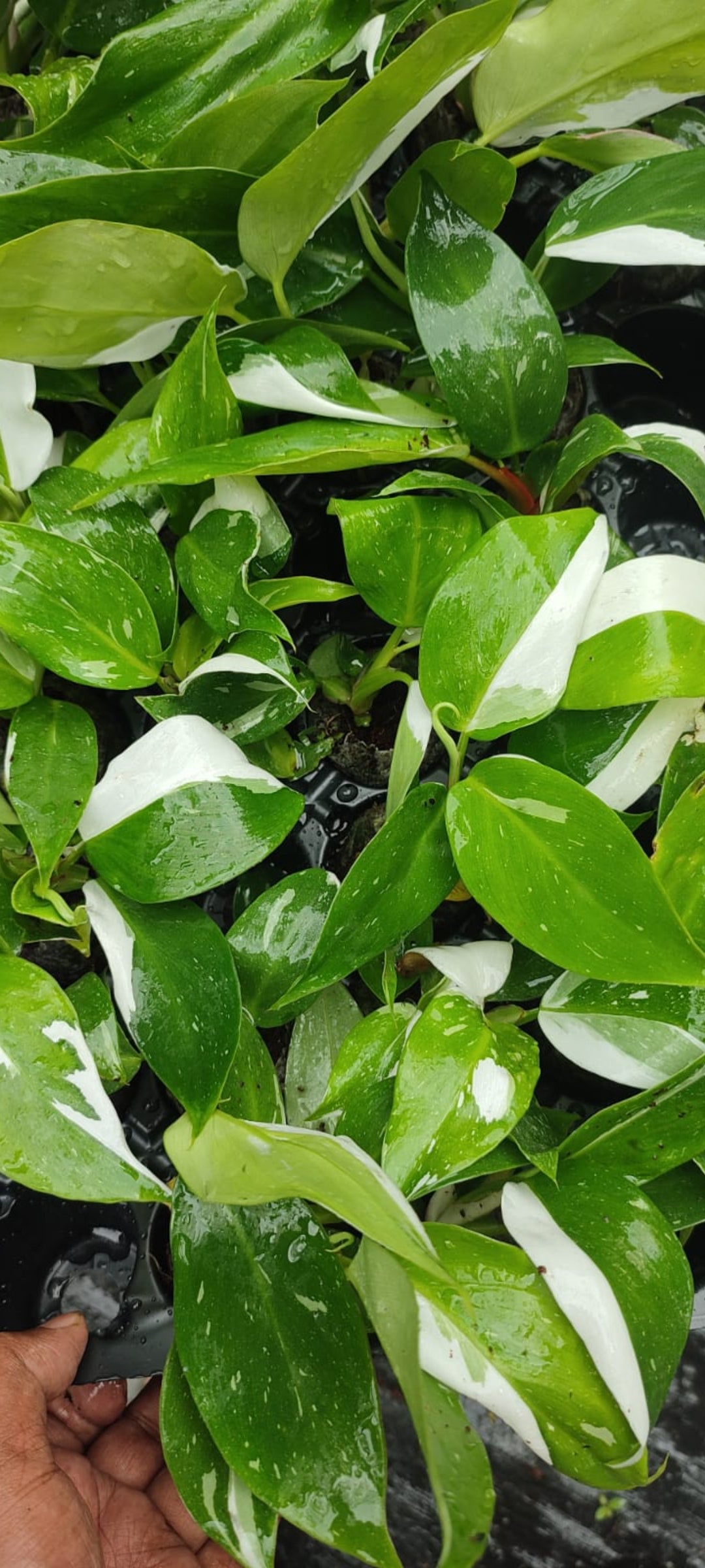 White princess philodendron plant