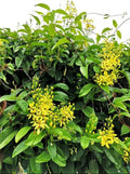 Bridal bouquet Yellow Plant