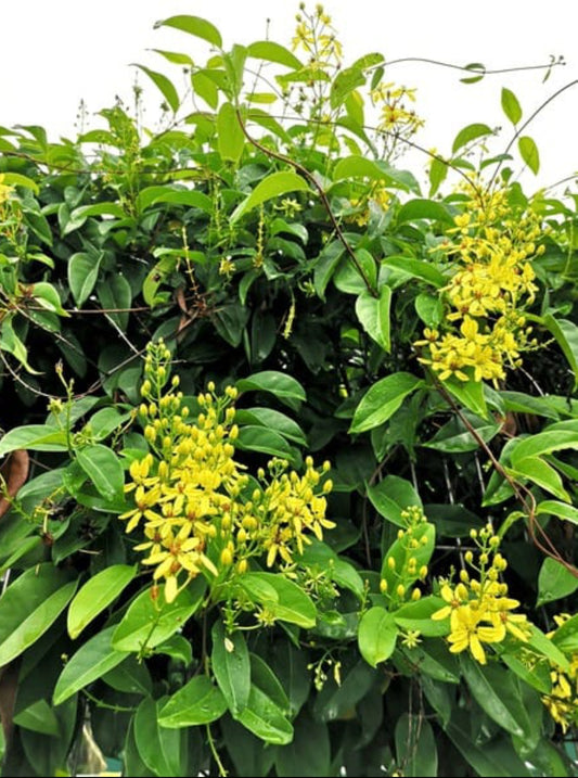 Bridal bouquet Yellow Plant