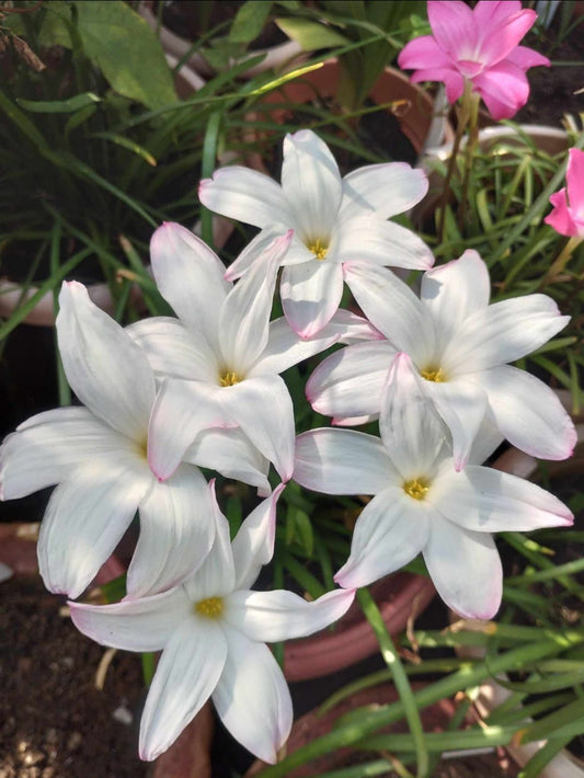 White labufersso rare Rain Lily bulb