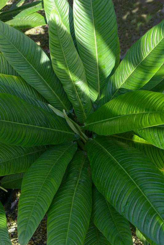 Philodendron - Lynette plant