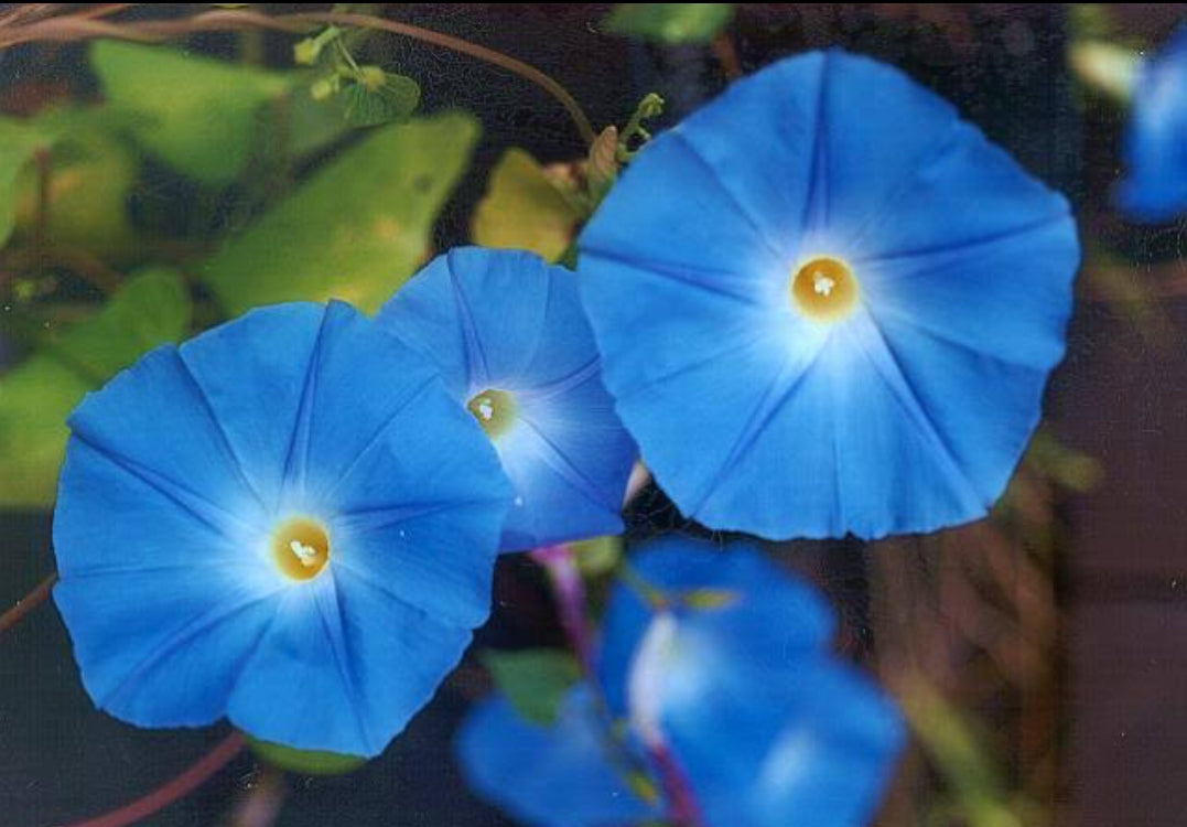 Ipomoea morning Glory summer Flower seeds