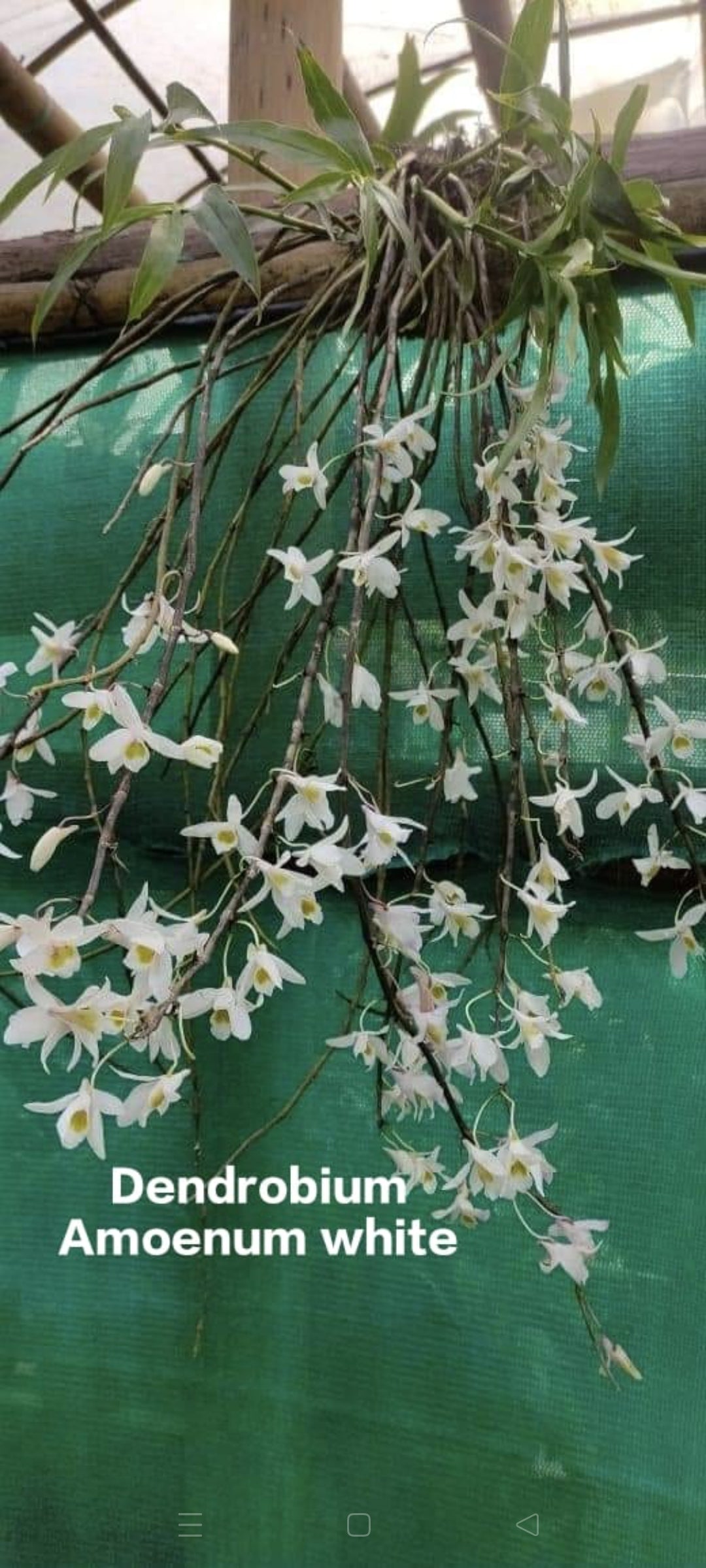 Dendrobium Amoenum white