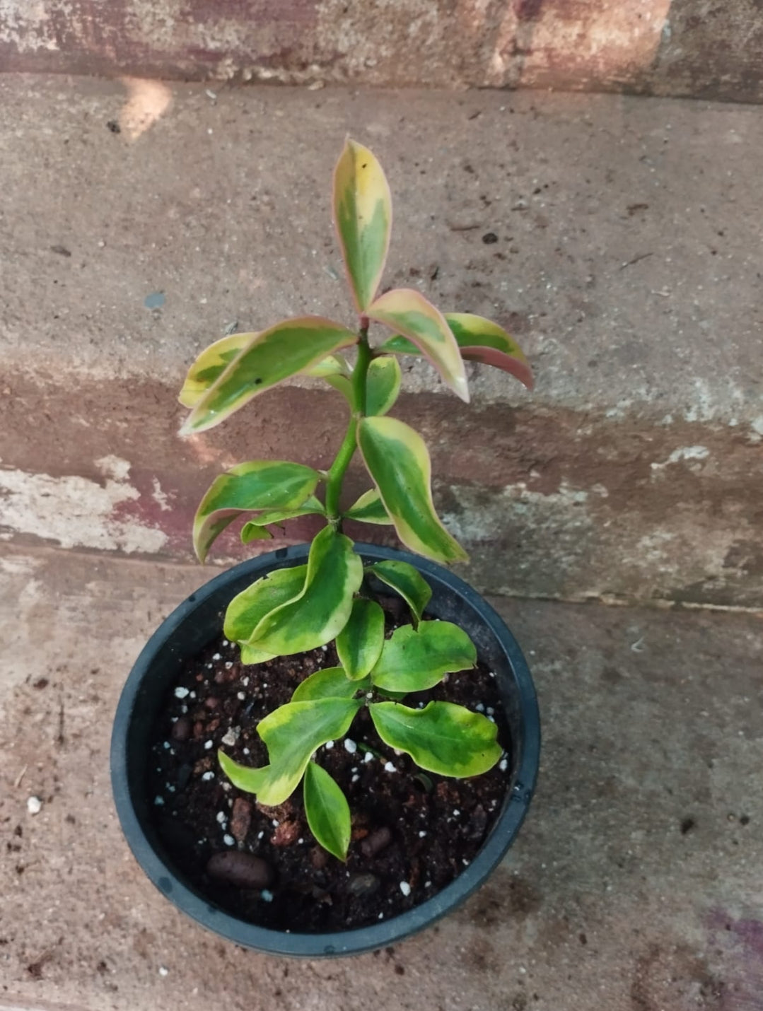 Lemon vine Veriegated Plant (Outdoor Creeper)