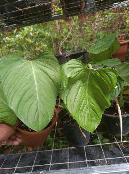 Nangaritense plant