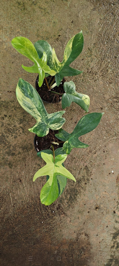 Florida Beuty plant| Indoor plants