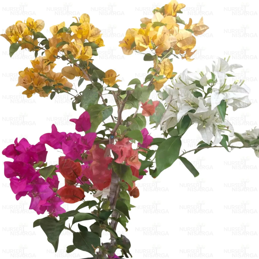 Grafted Bougainvillea Plant ( Multicolour flowers)