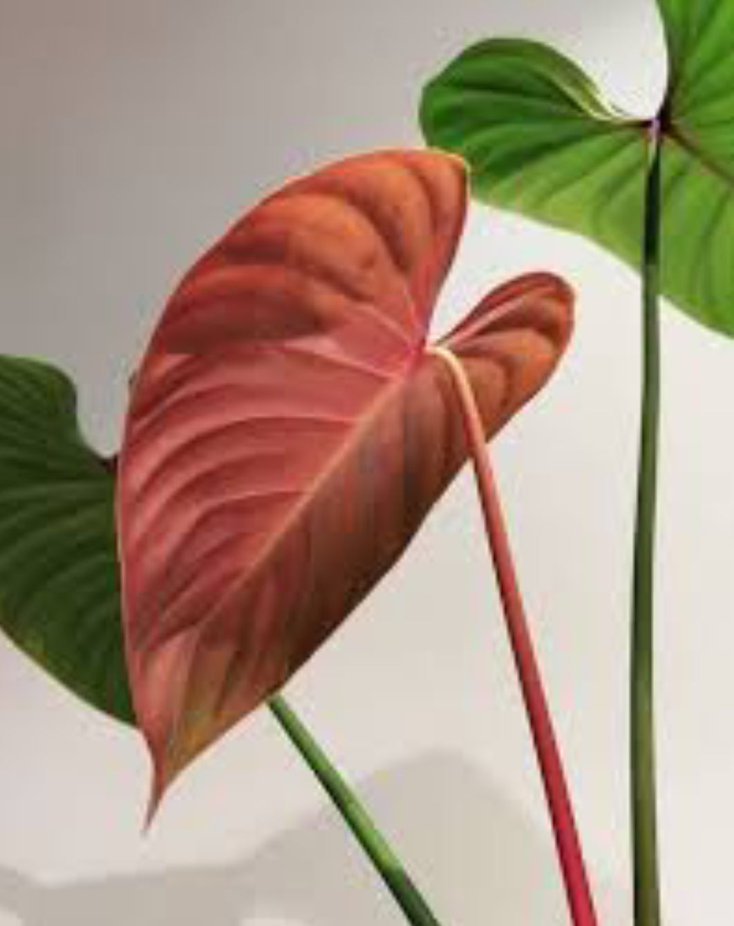 Philodendron Lynami Plant