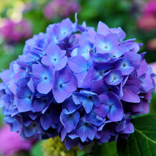 hydrangea creeper plant
