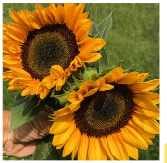 Sunflower tangy F1 summer Flower seeds