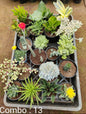 Succulent plant combo pack