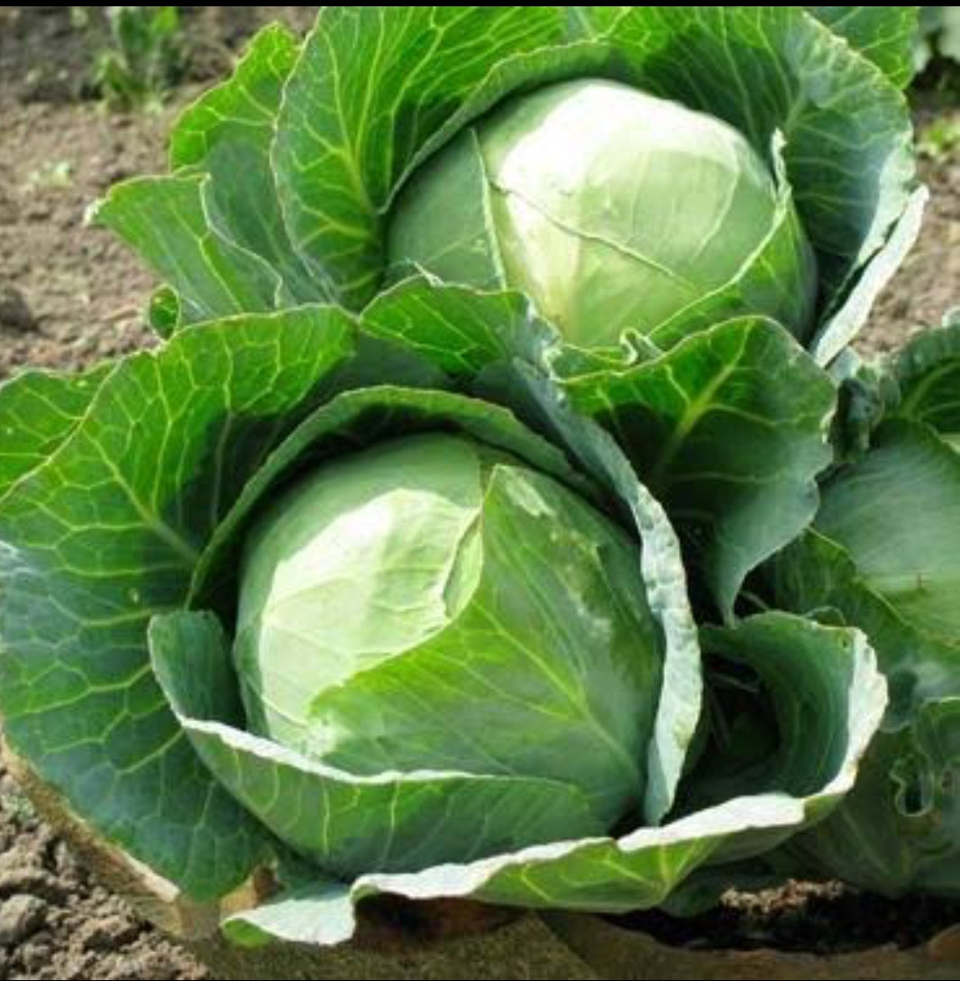 F1 cabbage Deep sikha 60 vegitable seeds