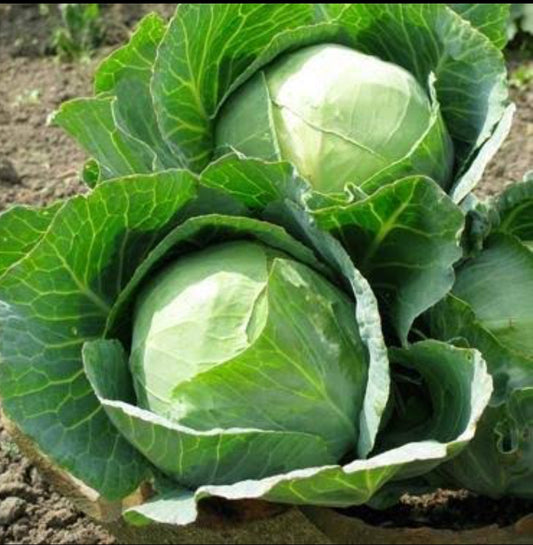 F1 cabbage Deep sikha 60 vegitable seeds