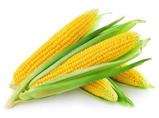 Sweet corn vegitable seeds