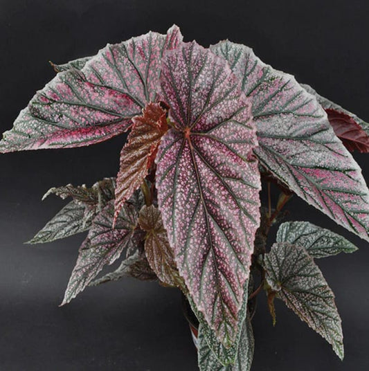 Begonia -5 (Semishade plant)