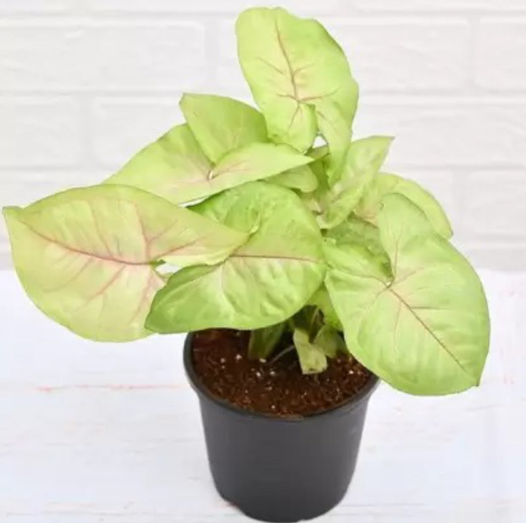 Syngonium Lemon , Cream allusion, Syngonium Cream (Pink Venis)Rare plant Good