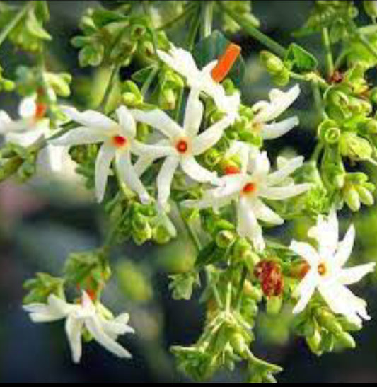 Shiuli Phool - Harsingar - Parijat Flower Plant(Shrub Plant)