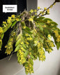 Dendrobium Anceps