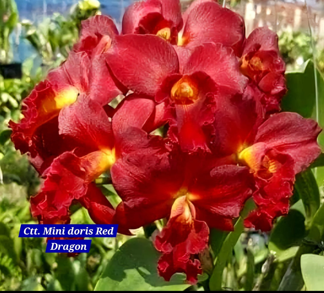 Cattleya 2 Orchid