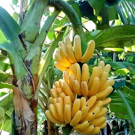 Rasthali banana fruit plant|traditional banana varieties