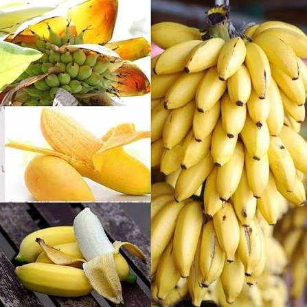 Krishnavazha banana fruit plant|traditional banana varieties