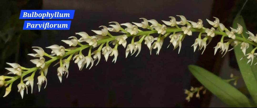 Bulbophyllum Parviflorum