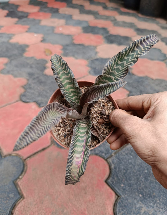 Cryptanthus Tiger