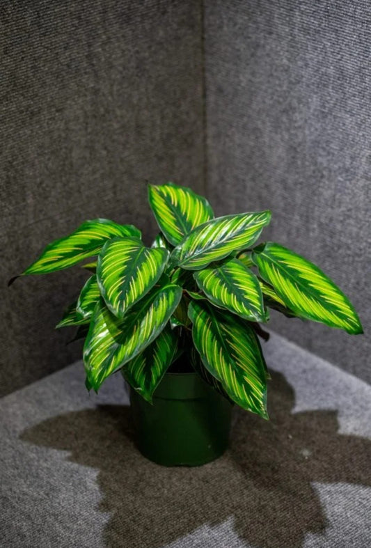 Calathea 25