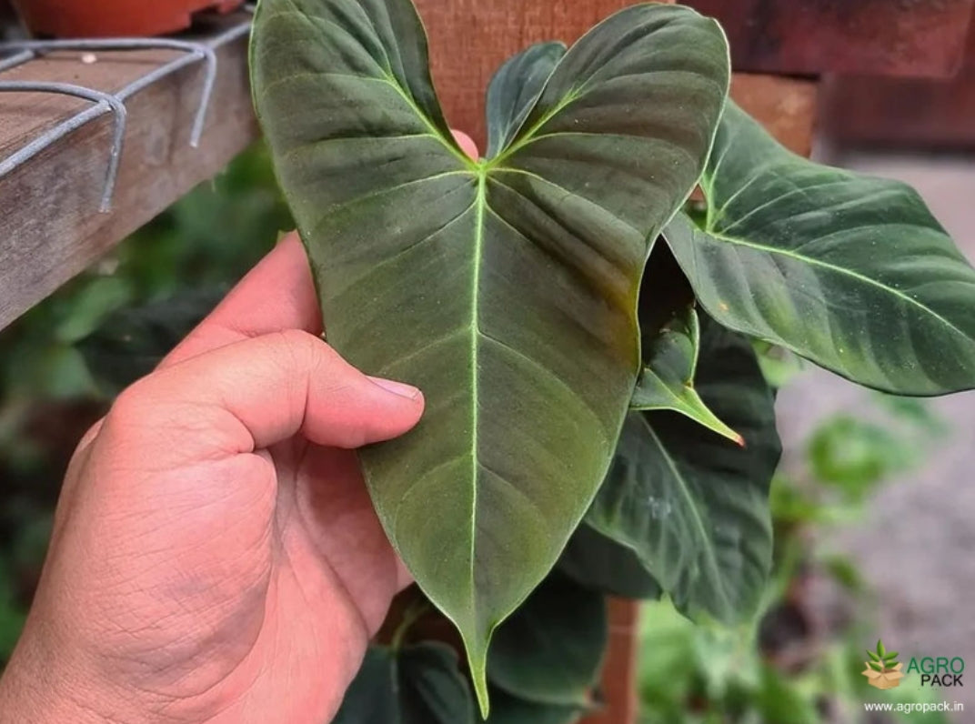 Lupium philodendron plant