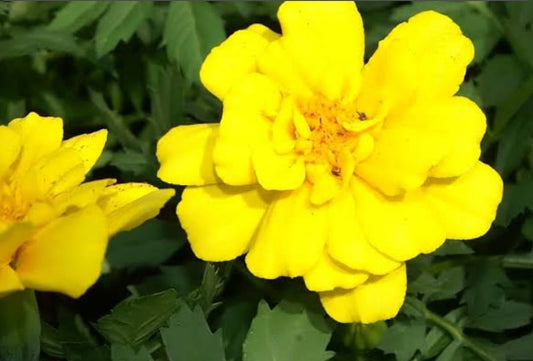 Tagetes Patula Safari Yellow winter Flower seeds