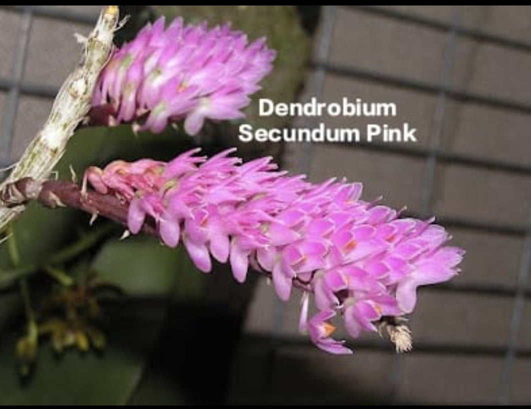 Dendrobium Secundum Pink