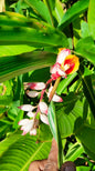 Shell Ginger Plant
