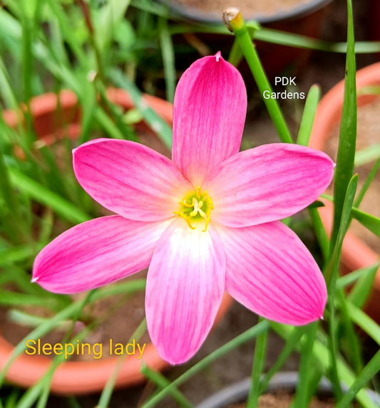 Sleeping Lady rain Lily bulb