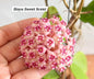 Hoya Sweet Scent