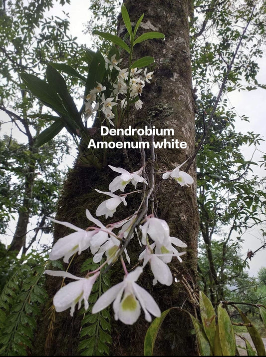 Dendrobium Amoenum white