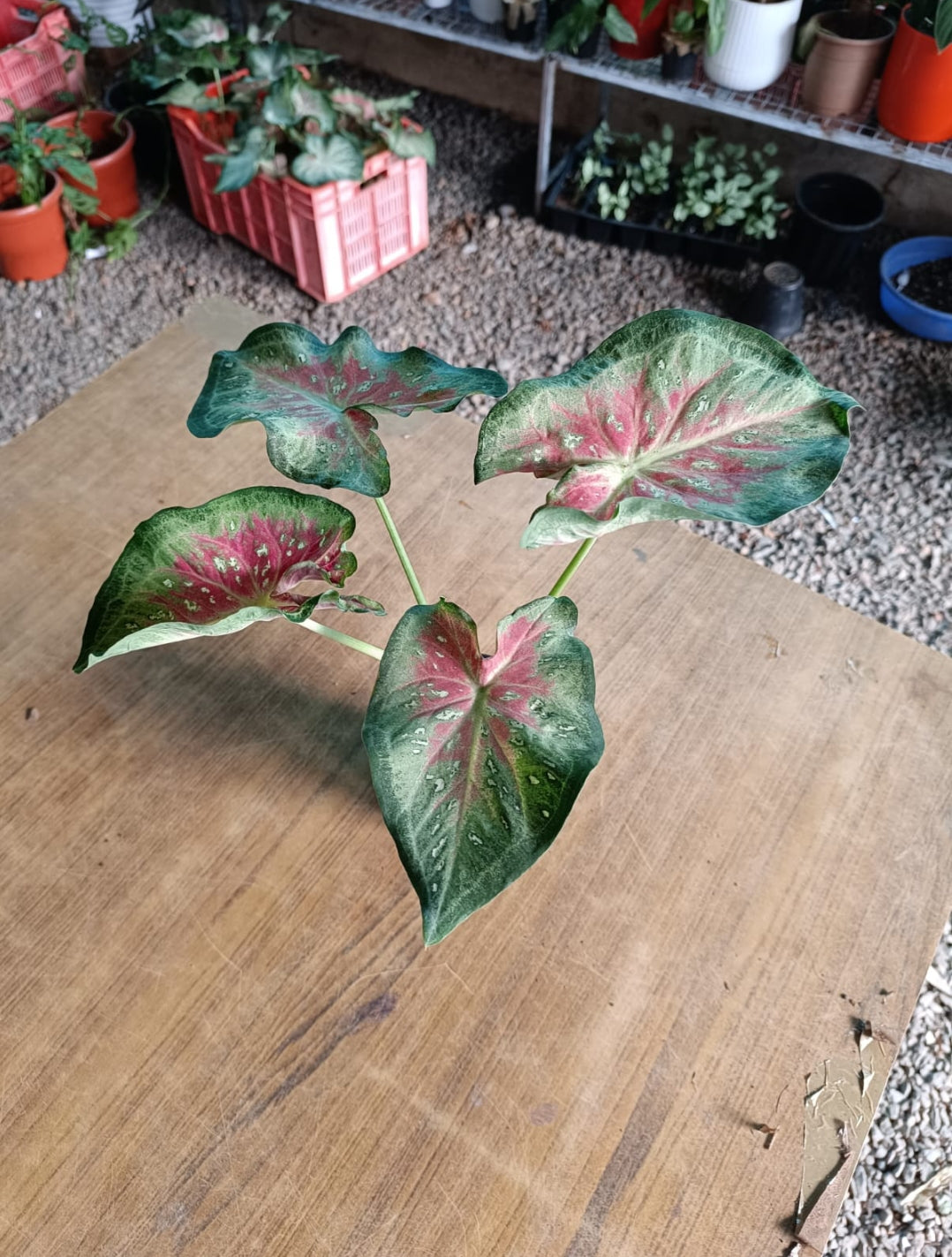 Shycool Caladium plant