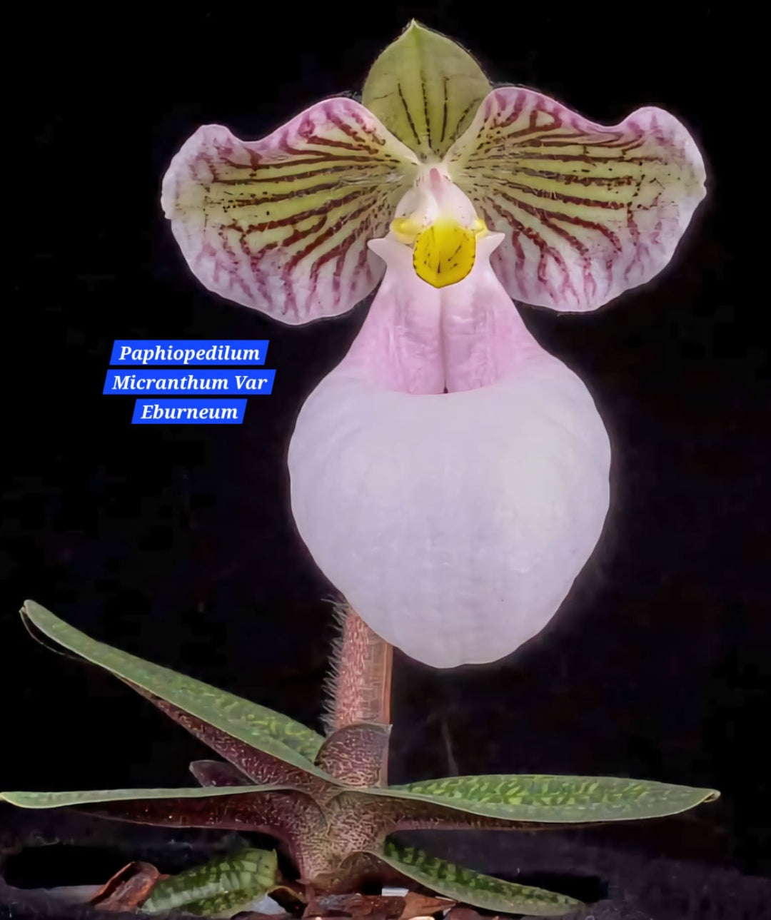 Paphiopedilum Micranthum Var Eburneum