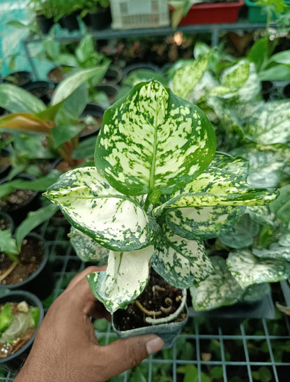 aglaonema dud anjamani Anjamani white Aglonima plant – ASHIYANA STORE