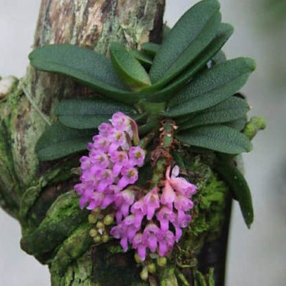 Schoenorchis Fragrans