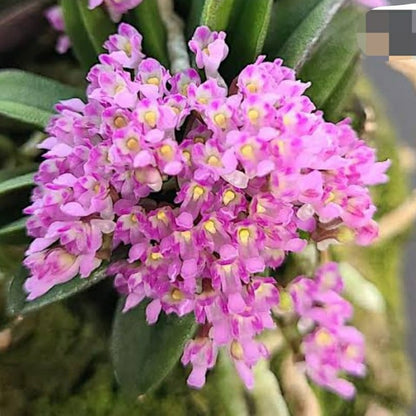 Schoenorchis Fragrans