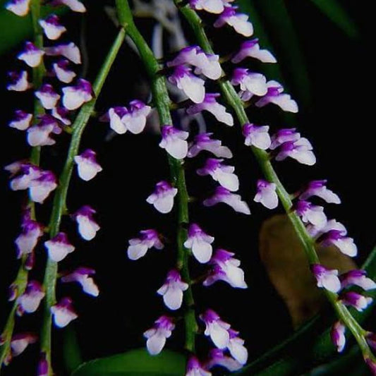 Schoenorchis Gemmeta