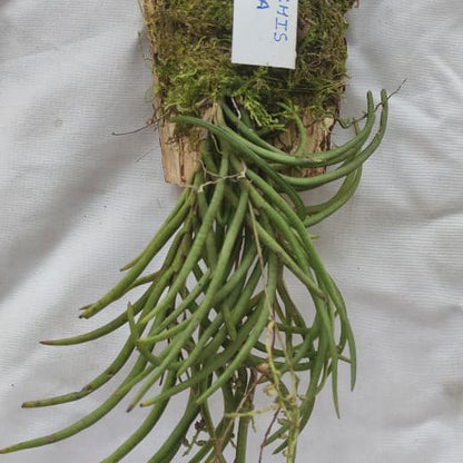 Schoenorchis Gemmeta