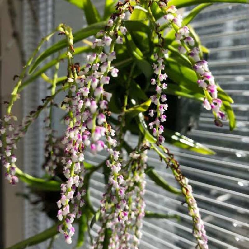 Schoenorchis Gemmeta