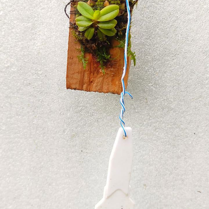 Schoenorchis Manipurensis