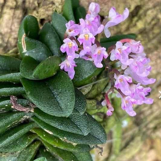 Schoenorchis Seidenfadenii