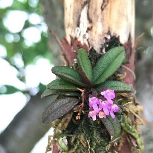 Schoenorchis Tixieri